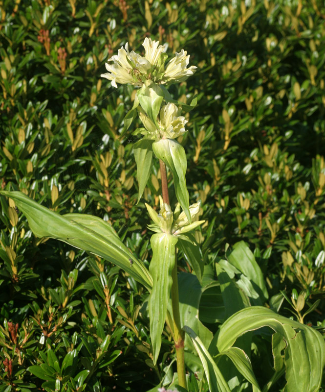Gentiana burseri / Genziana di Villars
